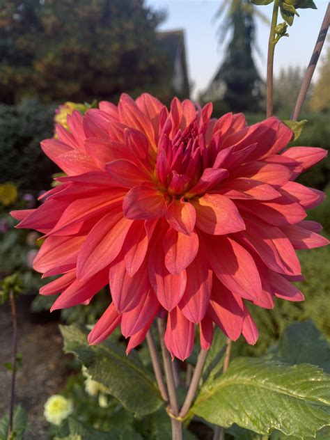 From Sparks to Blazing Glory: The Evolution of Dahlia Fire Magic Varieties
